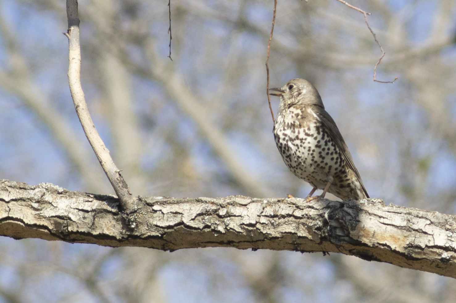 Mistle Thrush